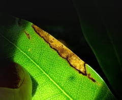 Phytophthora ramorum