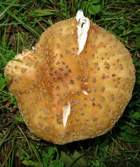 Amanita amerirubescens