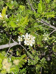 Osteomeles anthyllidifolia