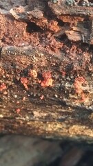 Metatrichia vesparium