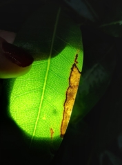 Phytophthora ramorum