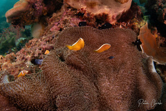 Amphiprion sandaracinos
