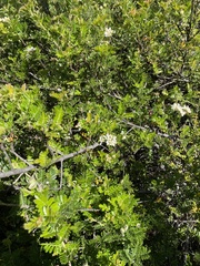 Osteomeles anthyllidifolia