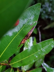 Phytophthora ramorum