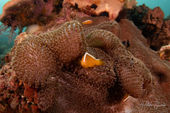 Amphiprion sandaracinos
