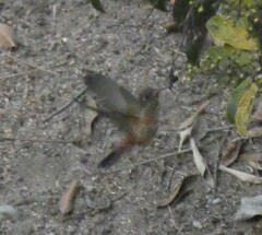 Amazilis amazilia