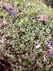 Rhizomnium punctatum