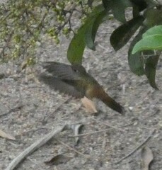 Amazilis amazilia