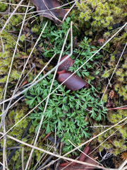 Lomatium utriculatum