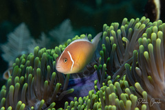 Amphiprion perideraion