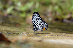Graphium delessertii