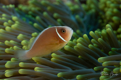 Amphiprion perideraion
