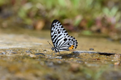 Graphium delessertii