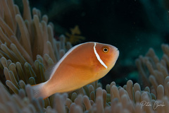 Amphiprion perideraion