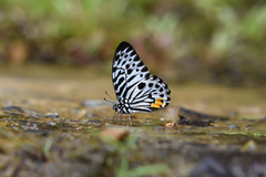 Graphium delessertii