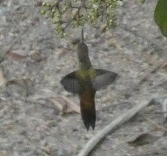 Amazilis amazilia