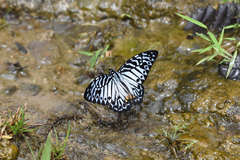 Graphium delessertii