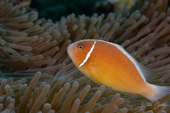 Amphiprion perideraion