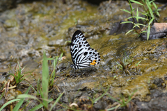 Graphium delessertii
