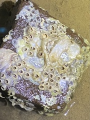 Hexanauplia