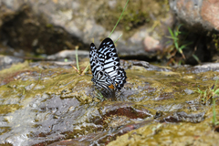 Graphium delessertii