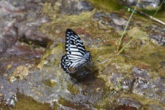 Graphium delessertii