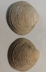 Pelecyora corculum