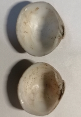 Pelecyora corculum