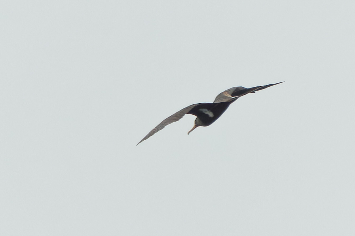 Lesser Frigatebird