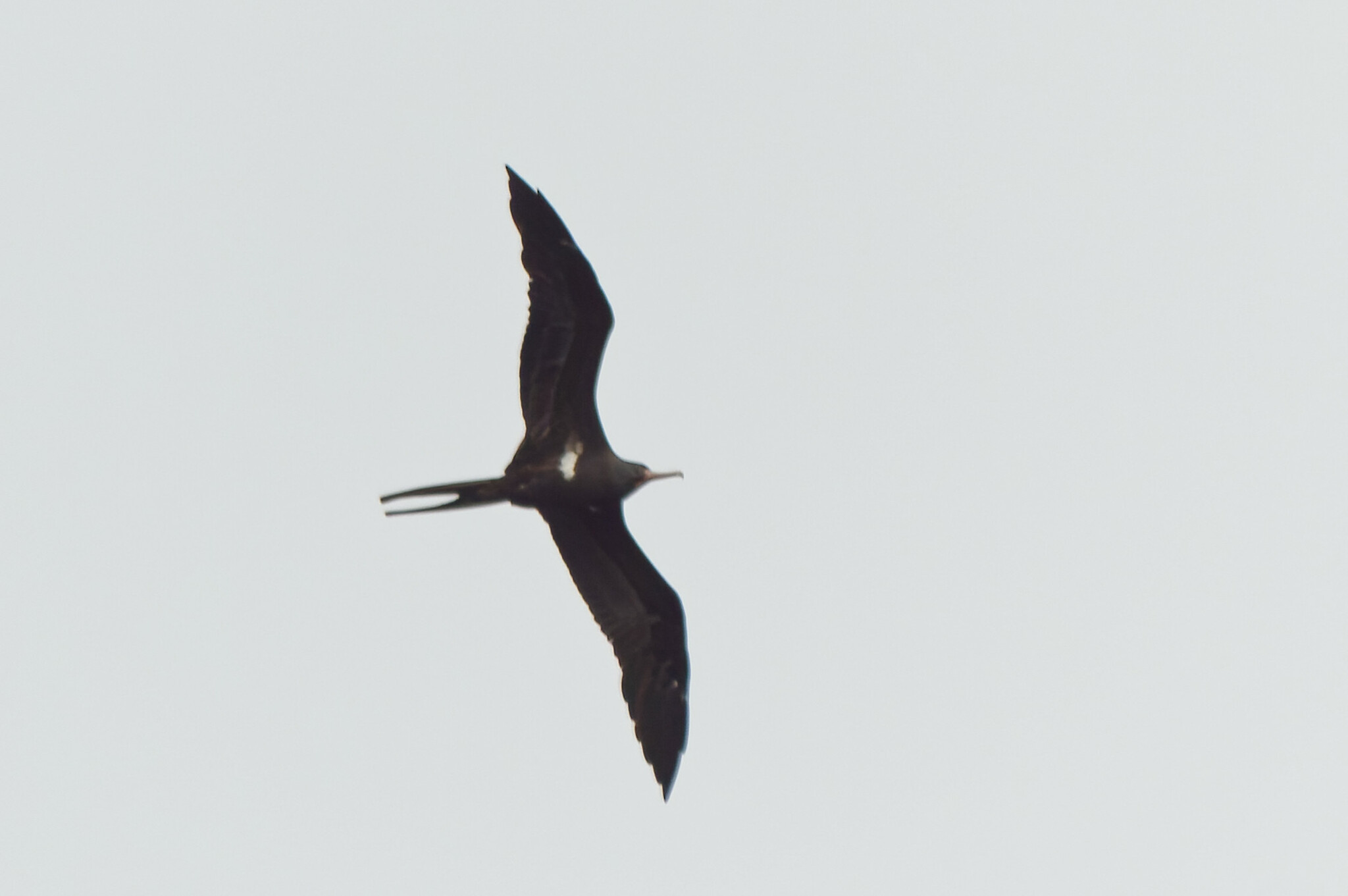 Lesser Frigatebird