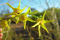 Anthocercis ilicifolia caldariola