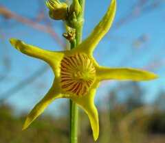 Anthocercis ilicifolia caldariola