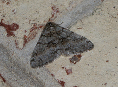 Phigalia denticulata