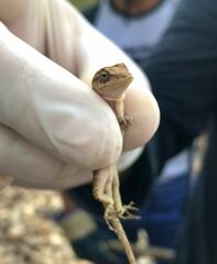 Anolis immaculogularis