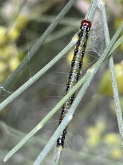 Uresiphita ornithopteralis