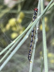 Uresiphita ornithopteralis