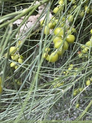 Uresiphita ornithopteralis