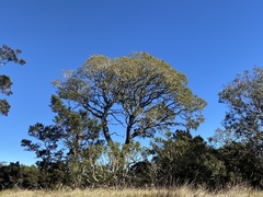 Acacia koa