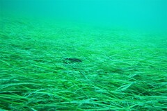 Posidonia