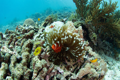 Amphiprion biaculeatus