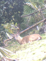 Odocoileus virginianus clavium