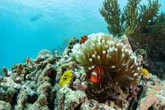 Amphiprion biaculeatus