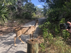 Odocoileus virginianus clavium