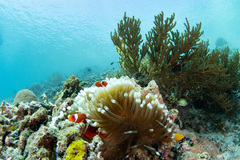 Amphiprion biaculeatus