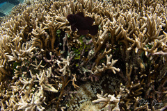 Amphiprion biaculeatus