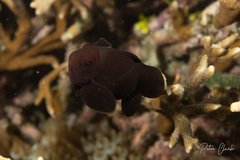 Amphiprion biaculeatus