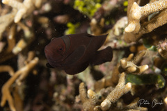 Amphiprion biaculeatus