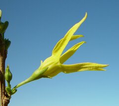 Anthocercis littorea