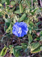 Jacquemontia pentanthos