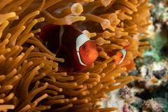 Amphiprion biaculeatus